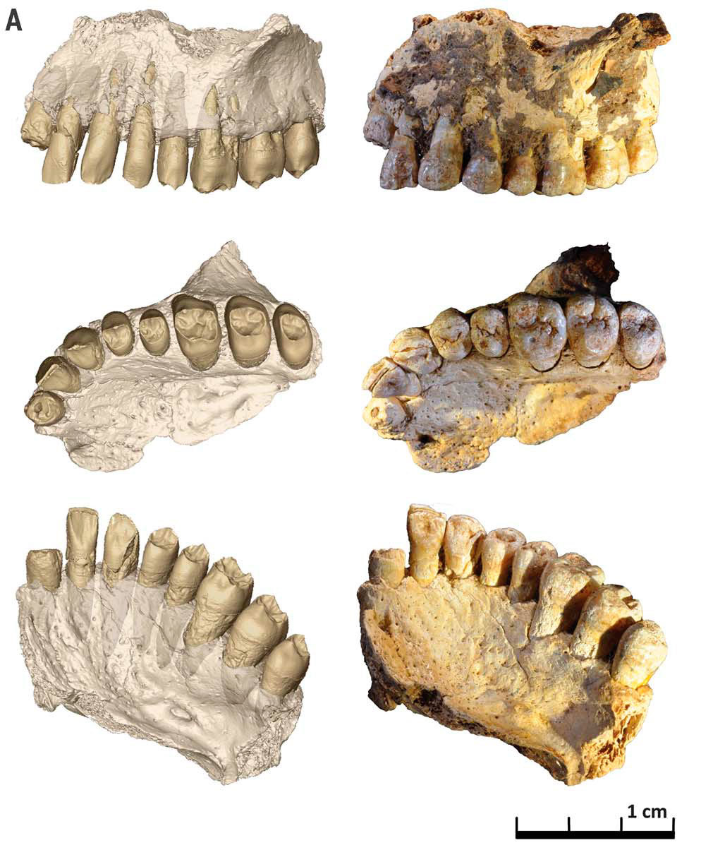 Miss Leah - Sapiens Queen - Anthropogenesis, Israel, Archaeological finds, The science, Longpost