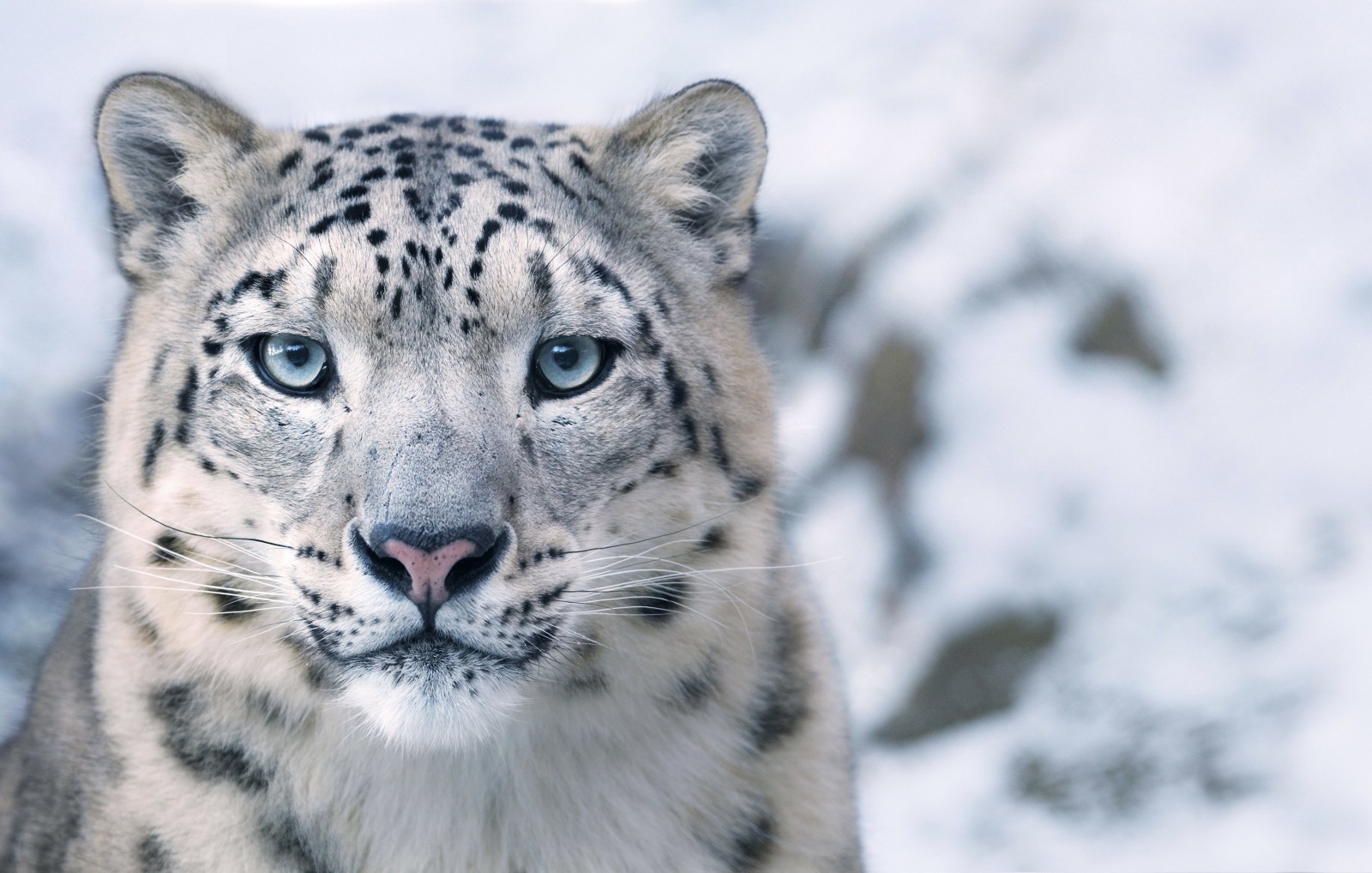 Handsome. - The photo, Animals, Snow Leopard, snow leopard, Photographer, Tim Flack