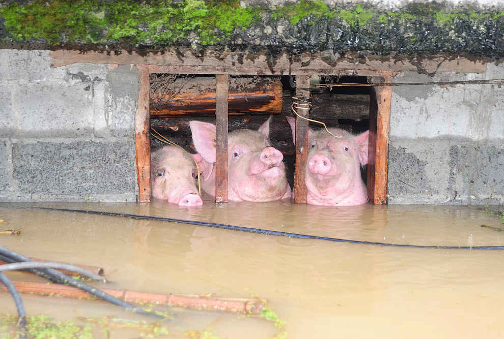 They got stuck in the most unexpected places - Stuck, The rescue, Animals, Why, Don't Climb, Longpost