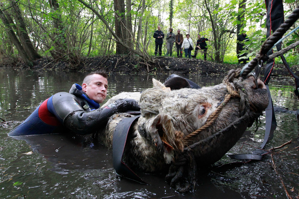 They got stuck in the most unexpected places - Stuck, The rescue, Animals, Why, Don't Climb, Longpost