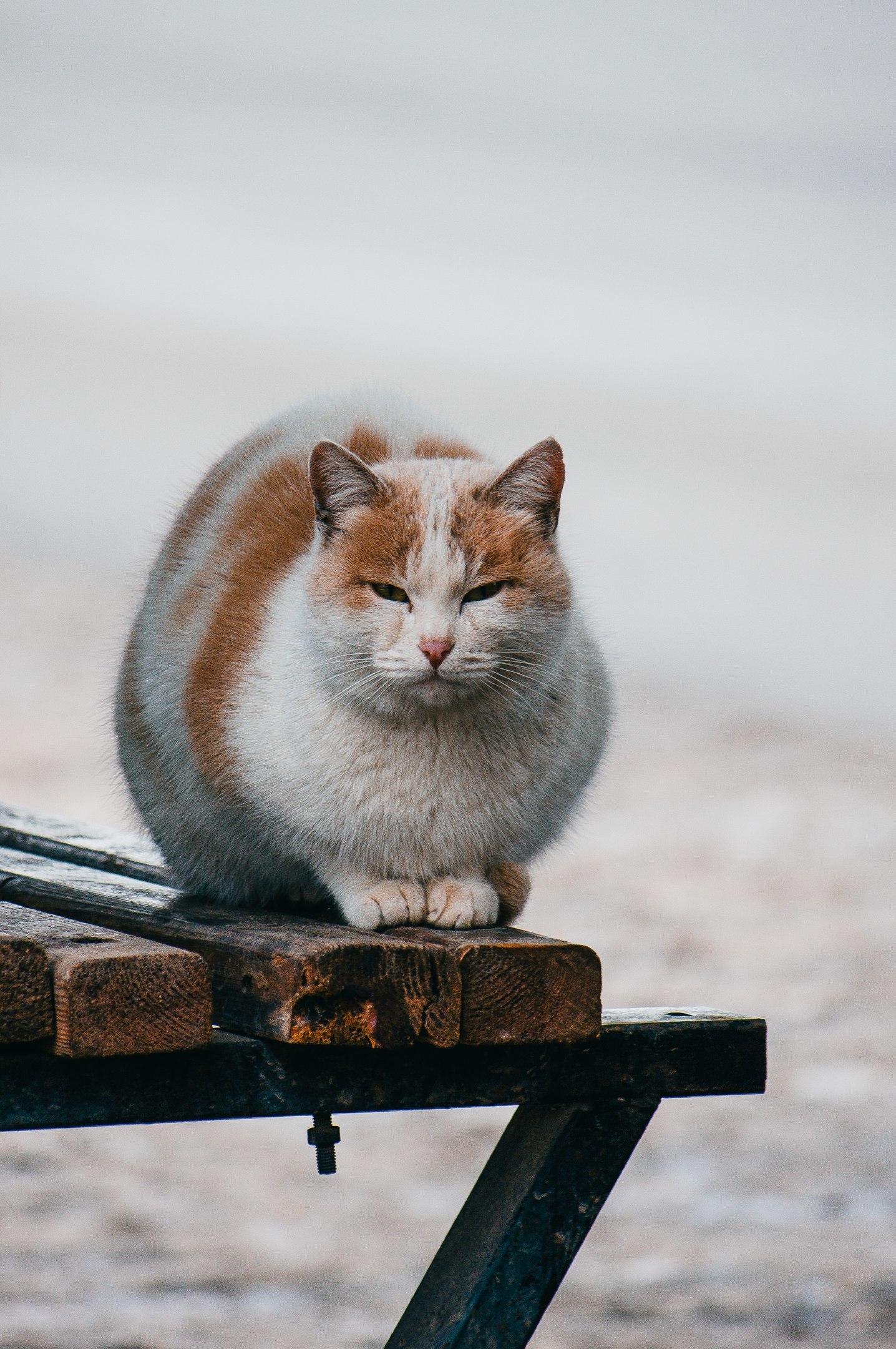 street - My, cat, The photo, Nikon, Canon, Longpost