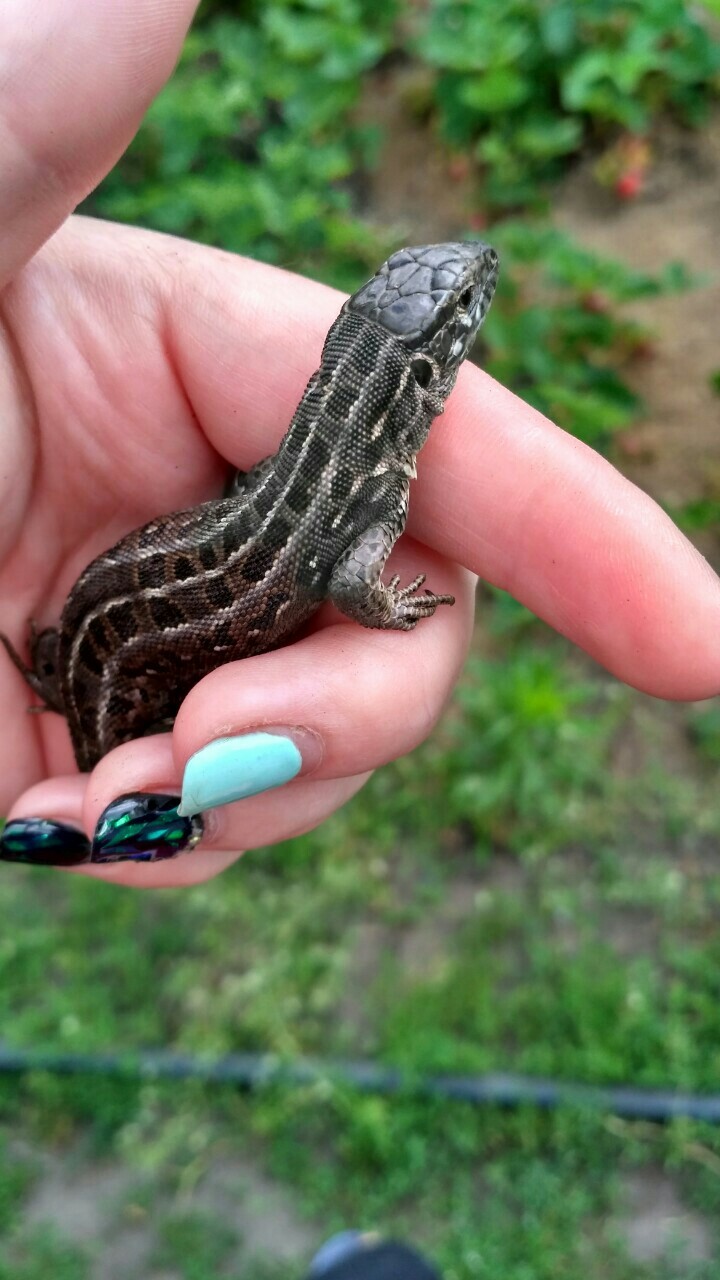 But such a beauty lives in our garden in the summer in potatoes - My, Garden, Lizard, Uninvited guests, Longpost