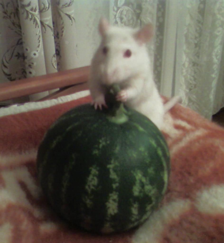 watermelon ponytail - My, My, Animals, The photo, Milota, Rat, Watermelon, Longpost