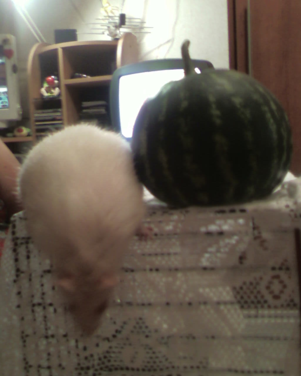 watermelon ponytail - My, My, Animals, The photo, Milota, Rat, Watermelon, Longpost