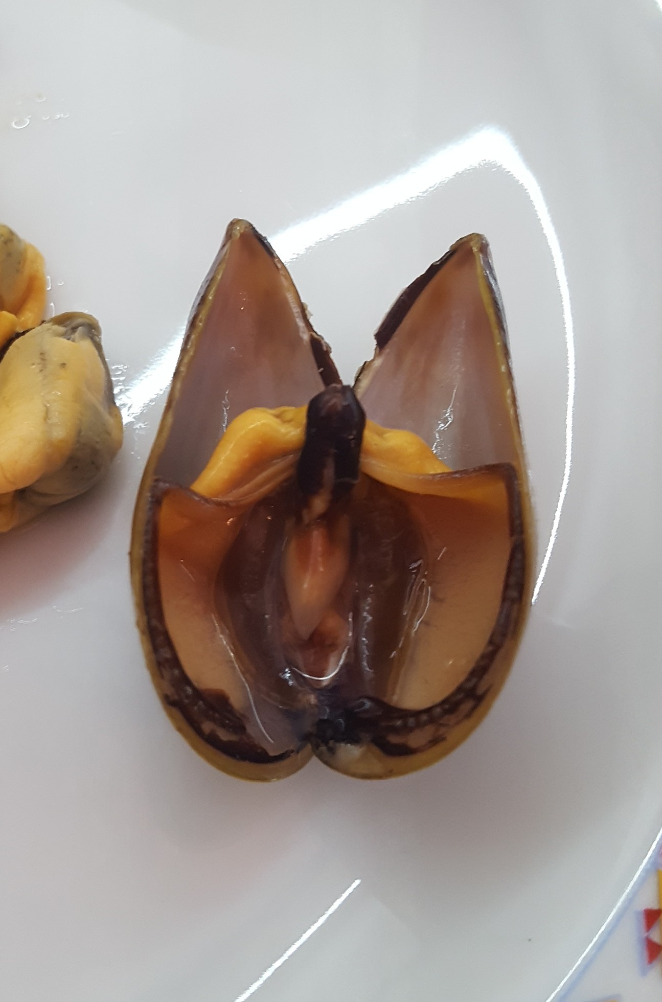 Mussel! - My, Mussels, Seafood