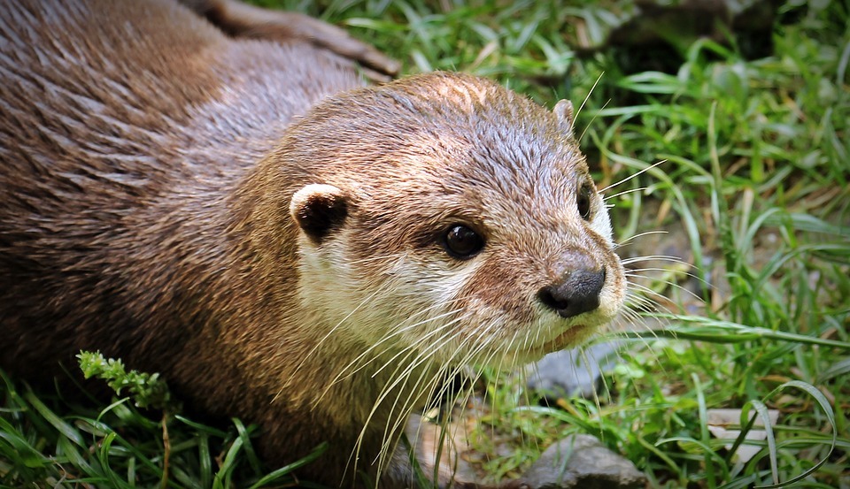 cute otters - Otters, Milota, Longpost