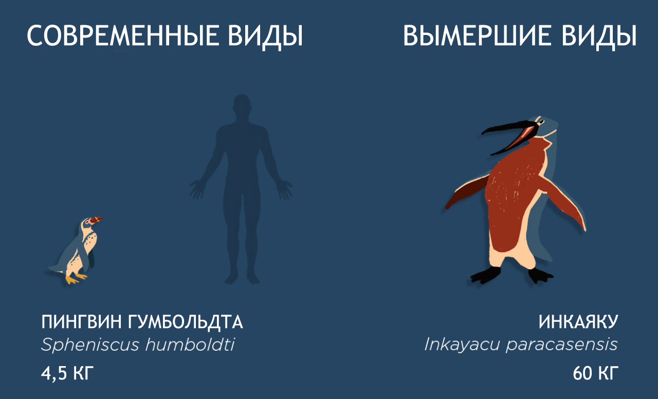 Размеры доисторической мегафауны по сравнению с современными животными. - Мегафауна, Доисторические животные, Видео, Длиннопост, Палеонтология