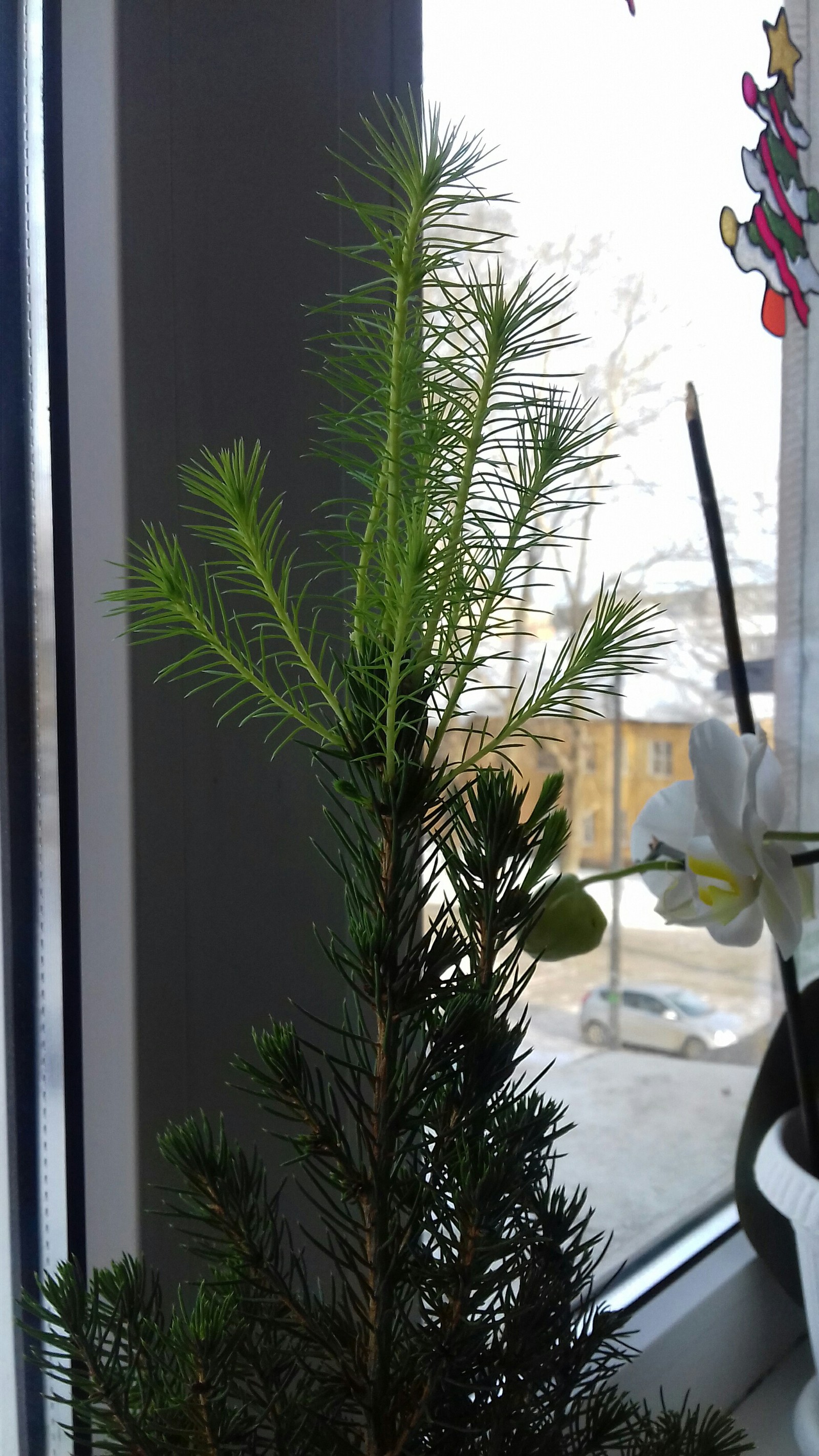 Christmas tree 2017 - My, My, Tree, Longpost