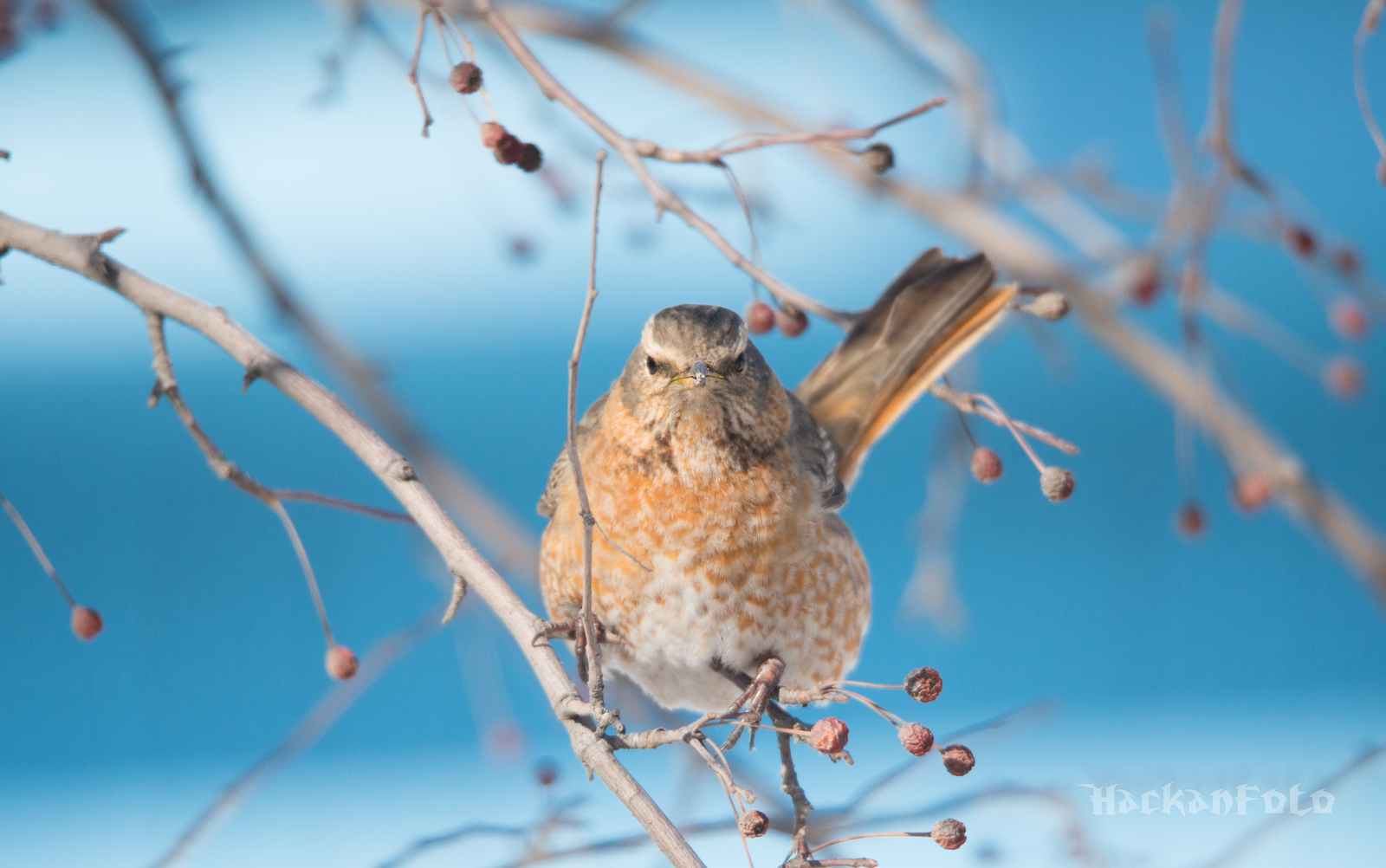 Tell me, what is this thrush? - My, Thrush, Birds, Khabarovsk, Definition, Longpost