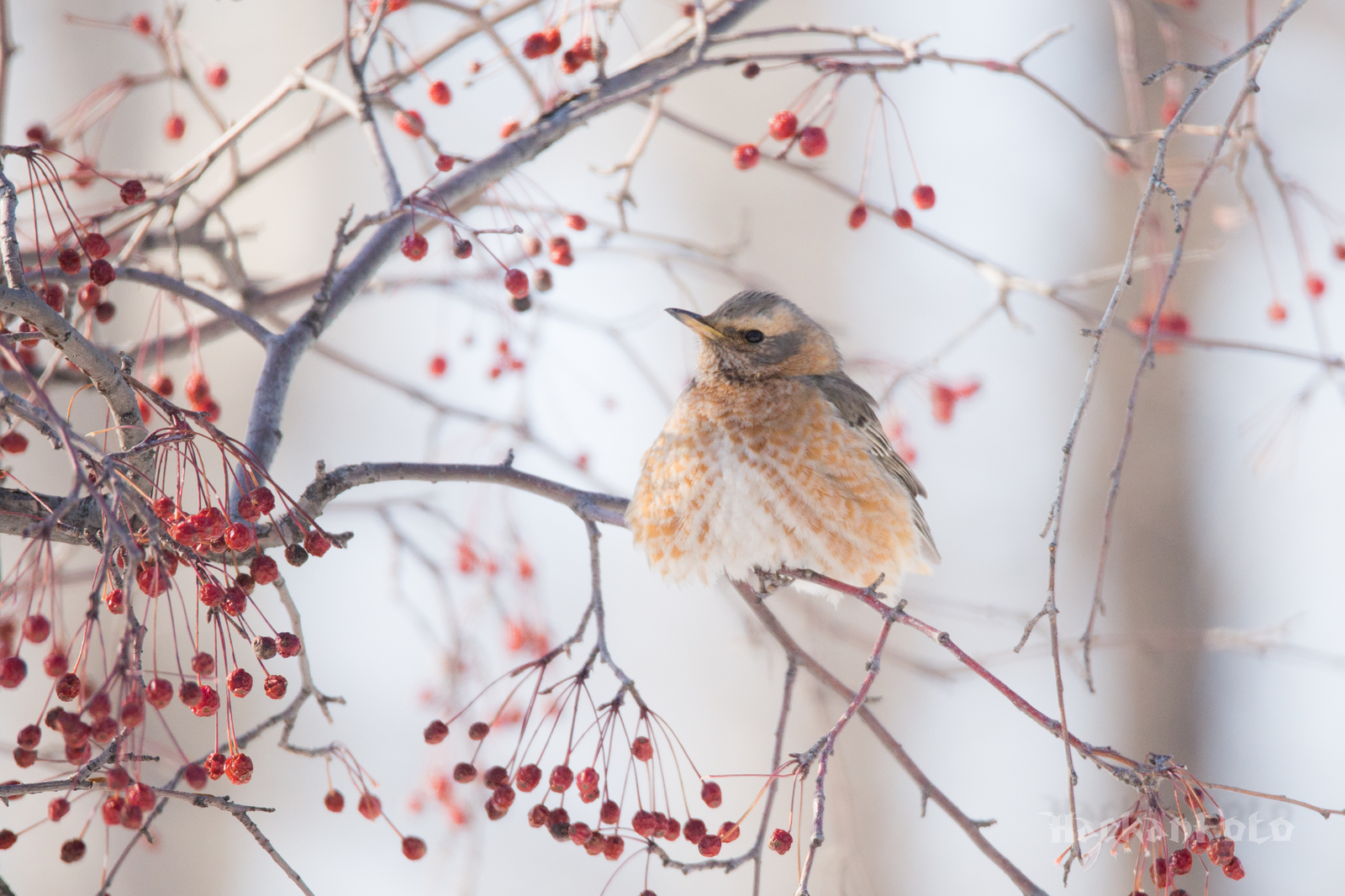 Tell me, what is this thrush? - My, Thrush, Birds, Khabarovsk, Definition, Longpost