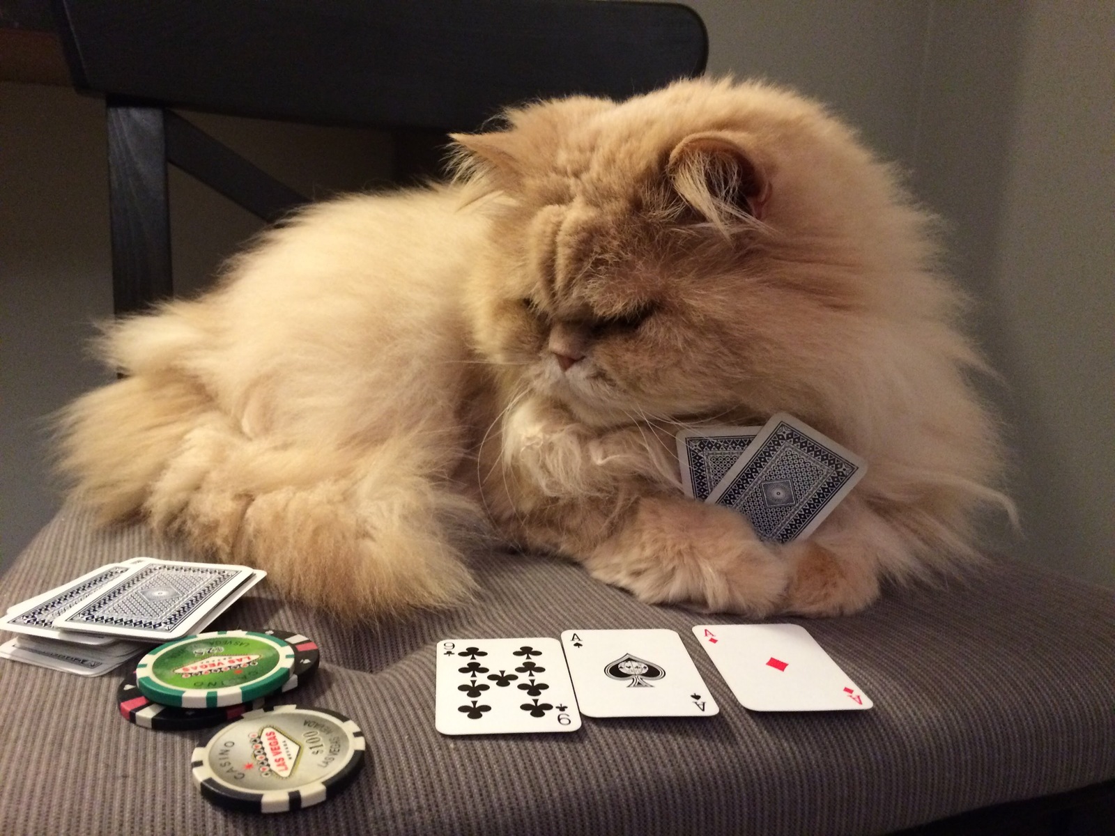 Poherface - My, cat, Poker, , 