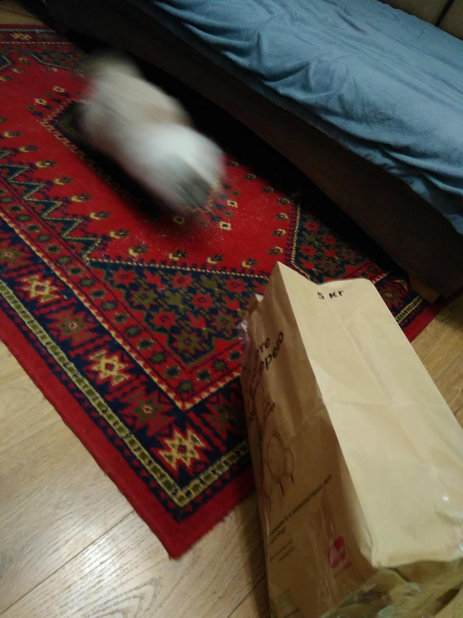 When they brought a wonderful bag - My, cat, Package, Satisfaction