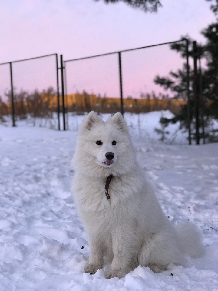 Pacified Samoyed at sunset - My, Samoyed, , Dog, Sunset, My, Walk