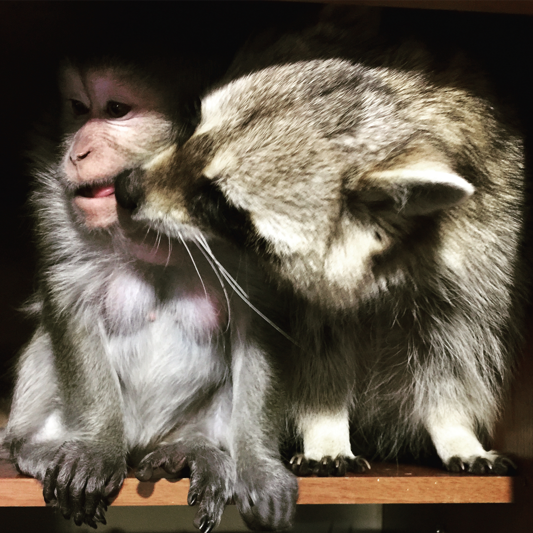 Well, give me a yummy :c - My, , Raccoon, Toque, Javanese macaque, Animals, 