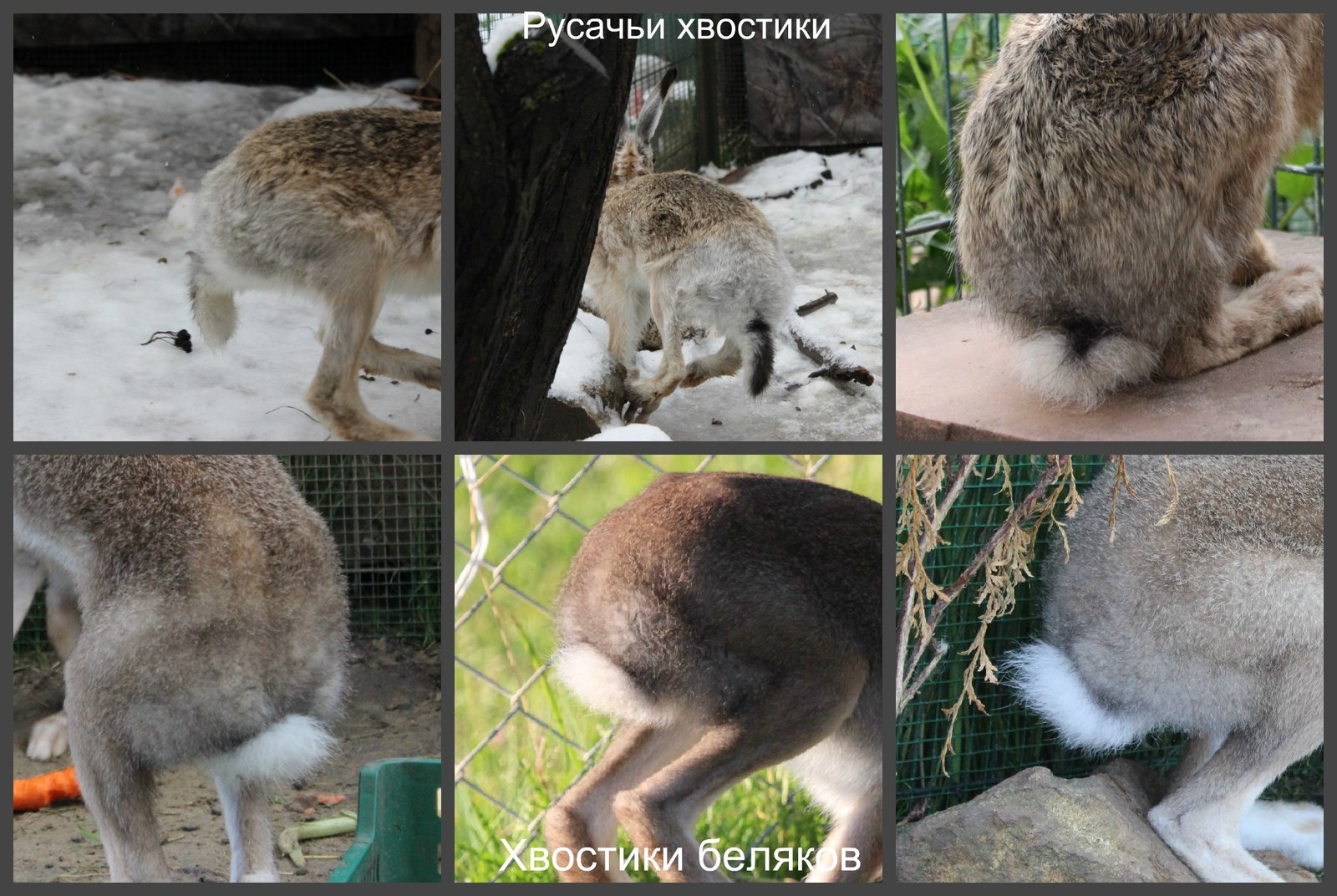 How to distinguish a brown hare from a white hare? - Hare, Hare, White hare, Text, Interesting, Informative, Longpost