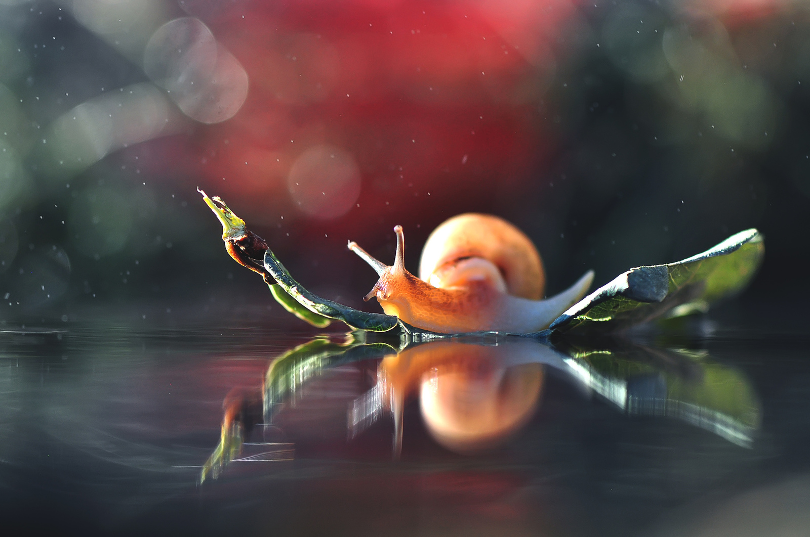 Exploring the world - , Nature, Sheet, On the water, Swimming, Snail