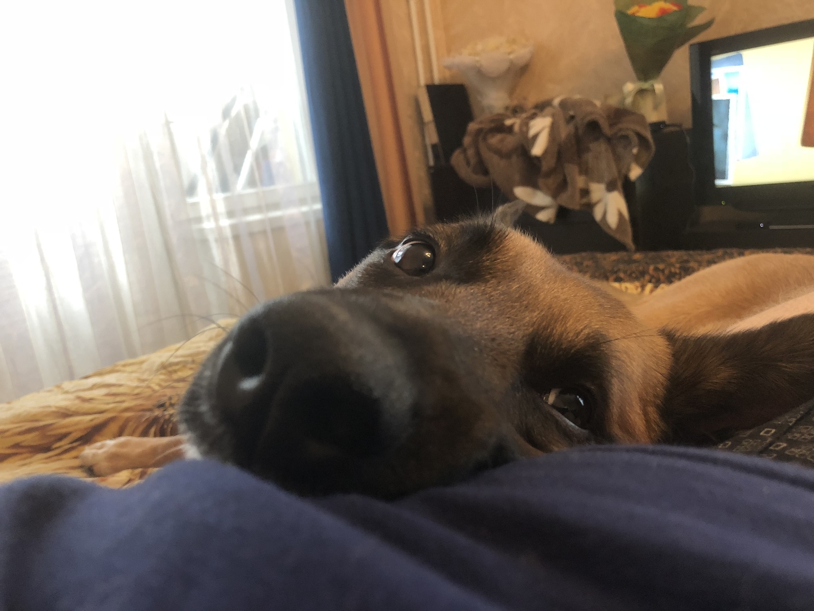 A day in the life of my dog - My, Dog, Milota, Longpost, One day of life