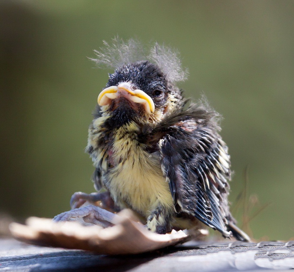 Blue tit. Greenfinch. What are they? - Birds, Biology, Ornithology, Greenfinch, Lazorevka, Longpost