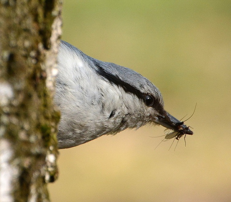 Nuthatch. What are they? - Birds, Biology, Ornithology, Nuthatch, , Video, Longpost