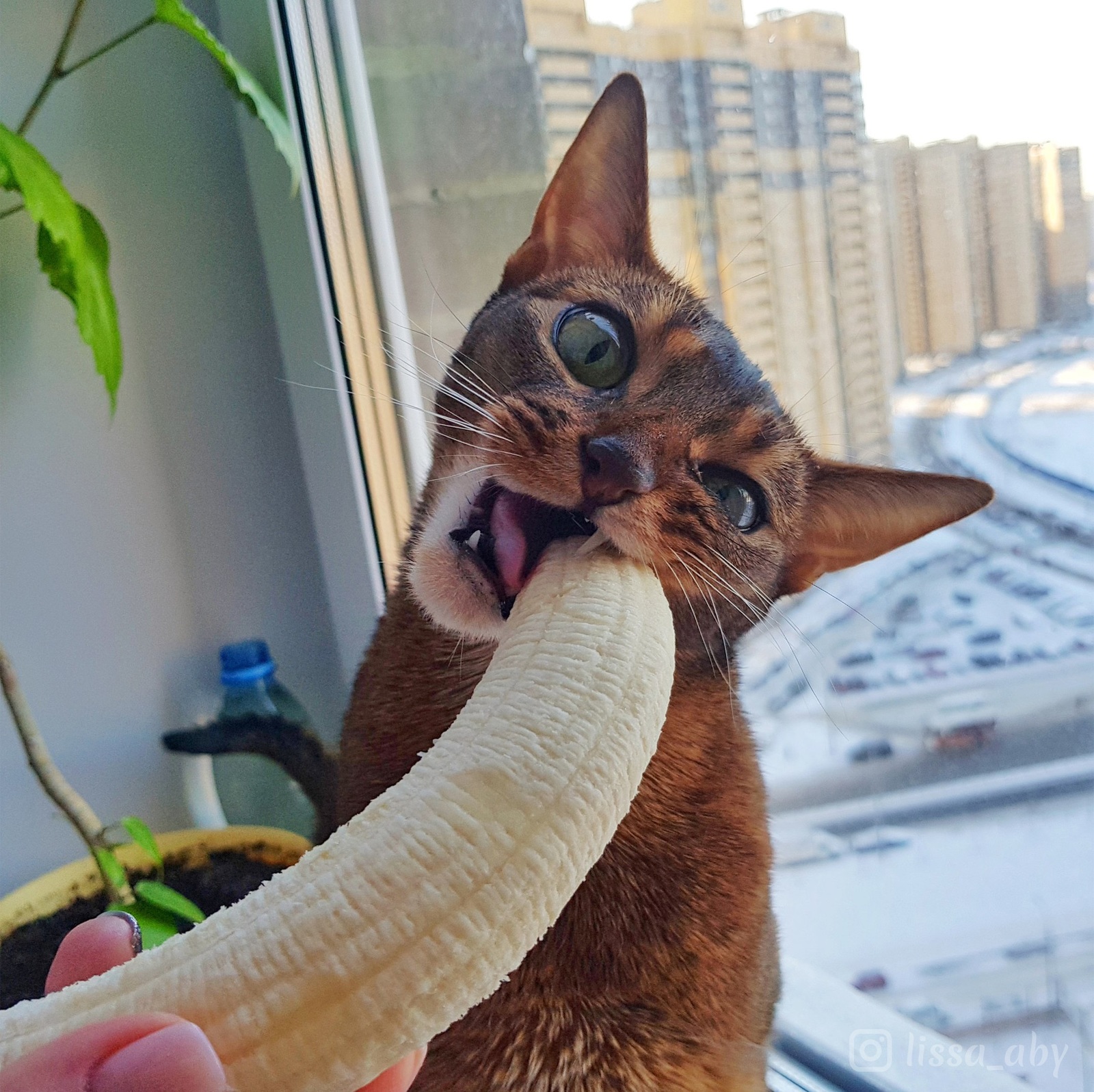 My cat loves bananas - My, Abyssinian cat, , Animals, Longpost, cat