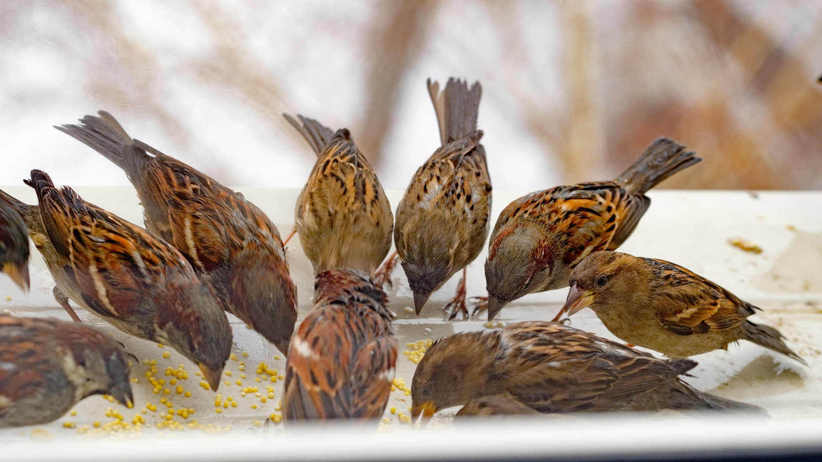 How do I photograph birds? - My, Trough, , The photo, Fujifilm, Longpost, cat