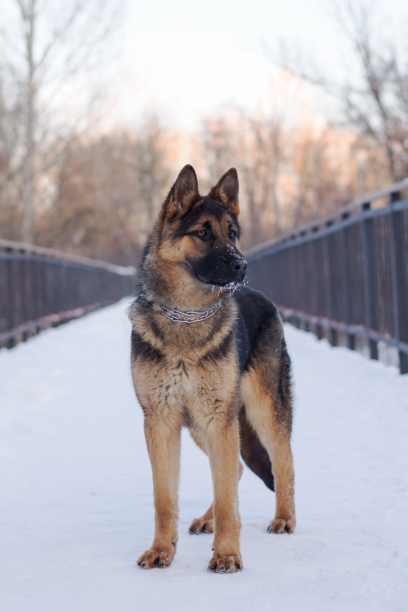 Gray. - My, German Shepherd, The photo, Dog, Longpost