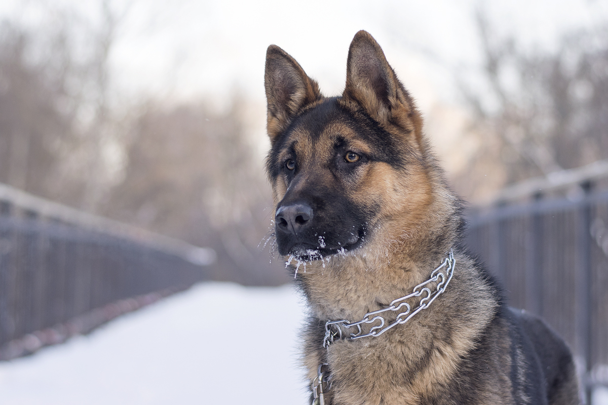 Gray. - My, German Shepherd, The photo, Dog, Longpost