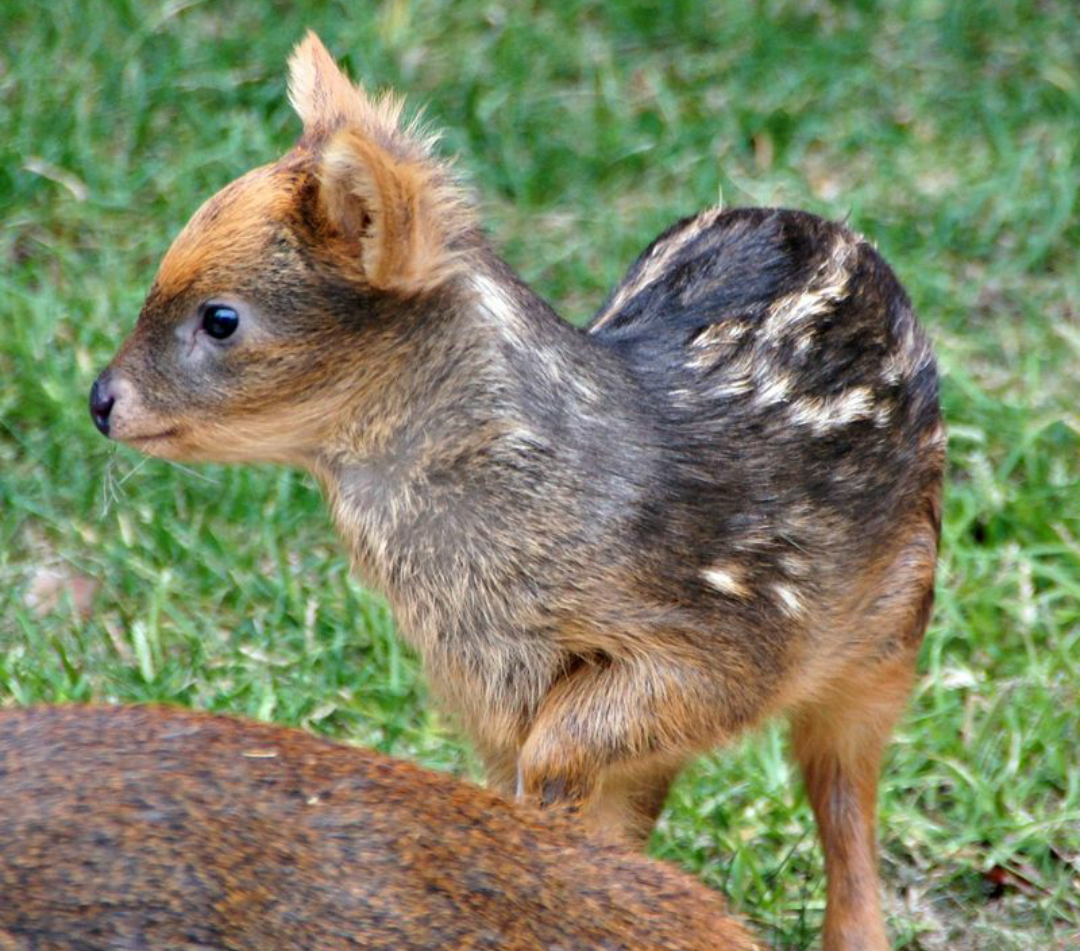 Pudu - the smallest deer - The photo, Longpost, Pudu, Milota