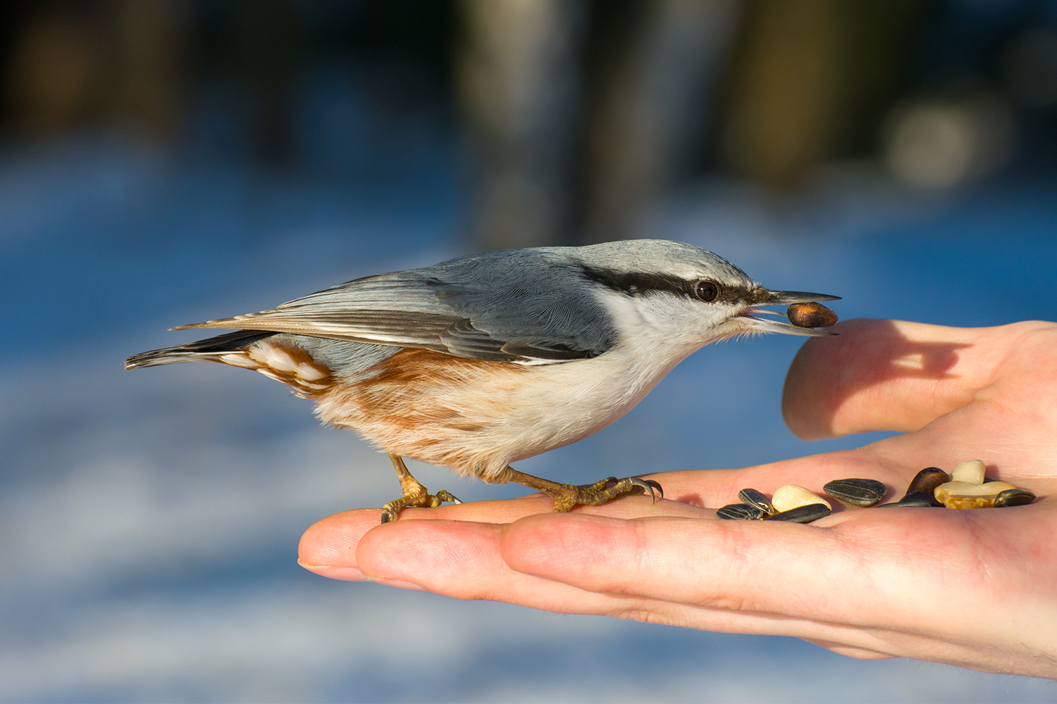 In the parks of St. Petersburg - My, Birds, Animals, Squirrel, Saint Petersburg, The photo, Longpost