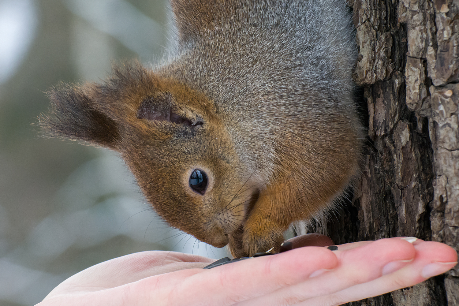 In the parks of St. Petersburg - My, Birds, Animals, Squirrel, Saint Petersburg, The photo, Longpost