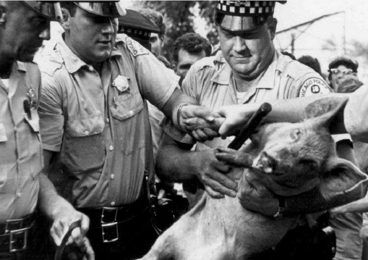 A story about how a pig almost became president. - Pig, America, Politics, Longpost