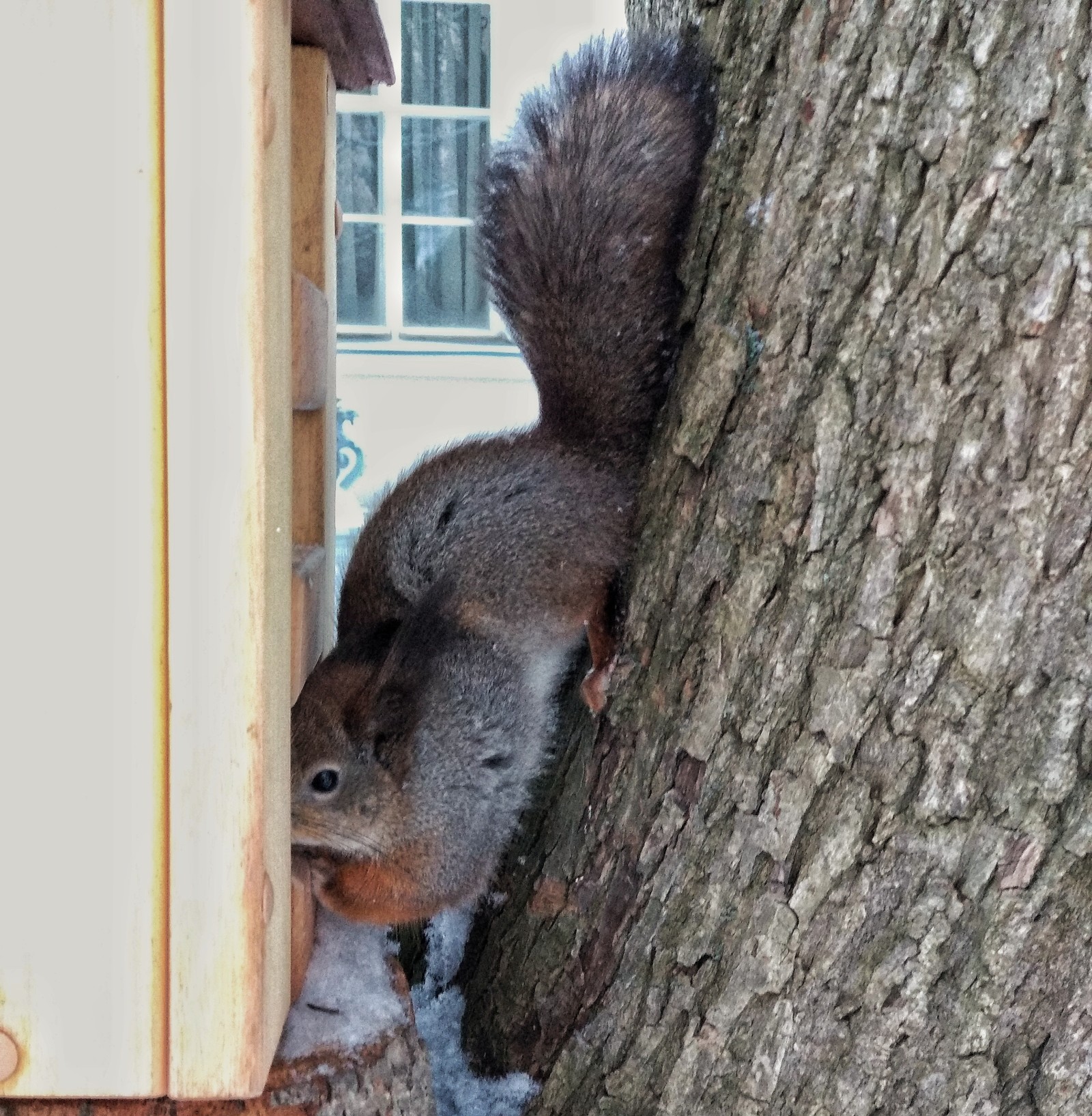 Snowy Sunday. - My, Forest, Winter, Squirrel, Car, Nature, Beginning photographer, Longpost