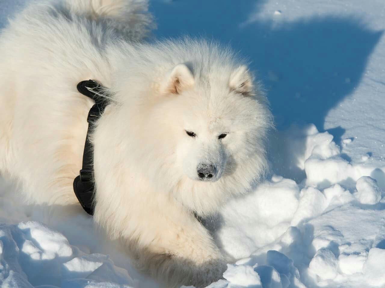 Mimicry once a year - My, Dog, Samoyed, Longpost, Winter