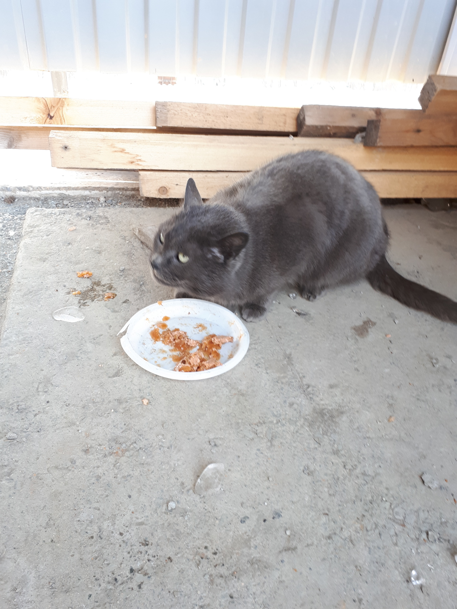 A young gray cat is looking for a good owner (Vladivostok) - My, Found a cat, , cat, , Longpost, In good hands