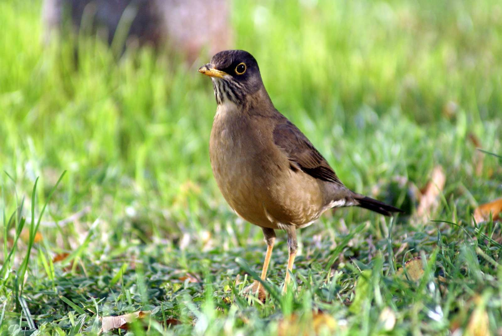 Thrush. What are they? - Birds, Ornithology, Biology, Thrush, , Longpost