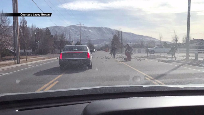 In Utah, HUNDREDS OF DEAD BIRDS suddenly fell from the sky - Birds, , Starling, USA, Longpost