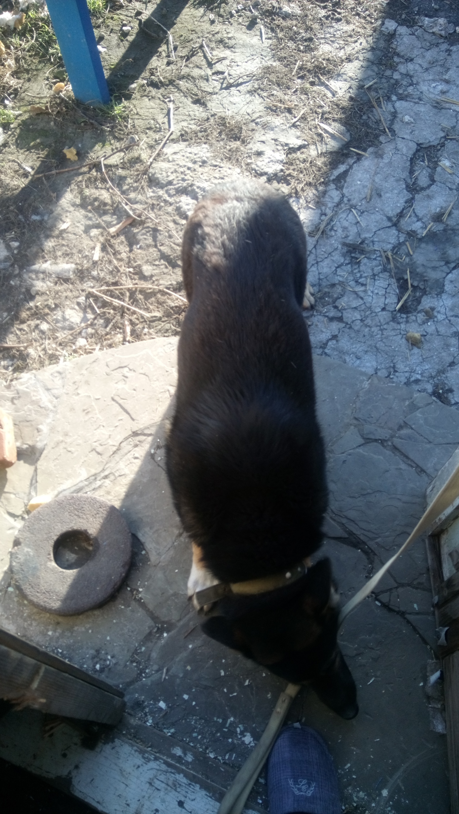 Dog is looking for a home - My, Dog, German Shepherd, Dnieper, Longpost, Looking for a home