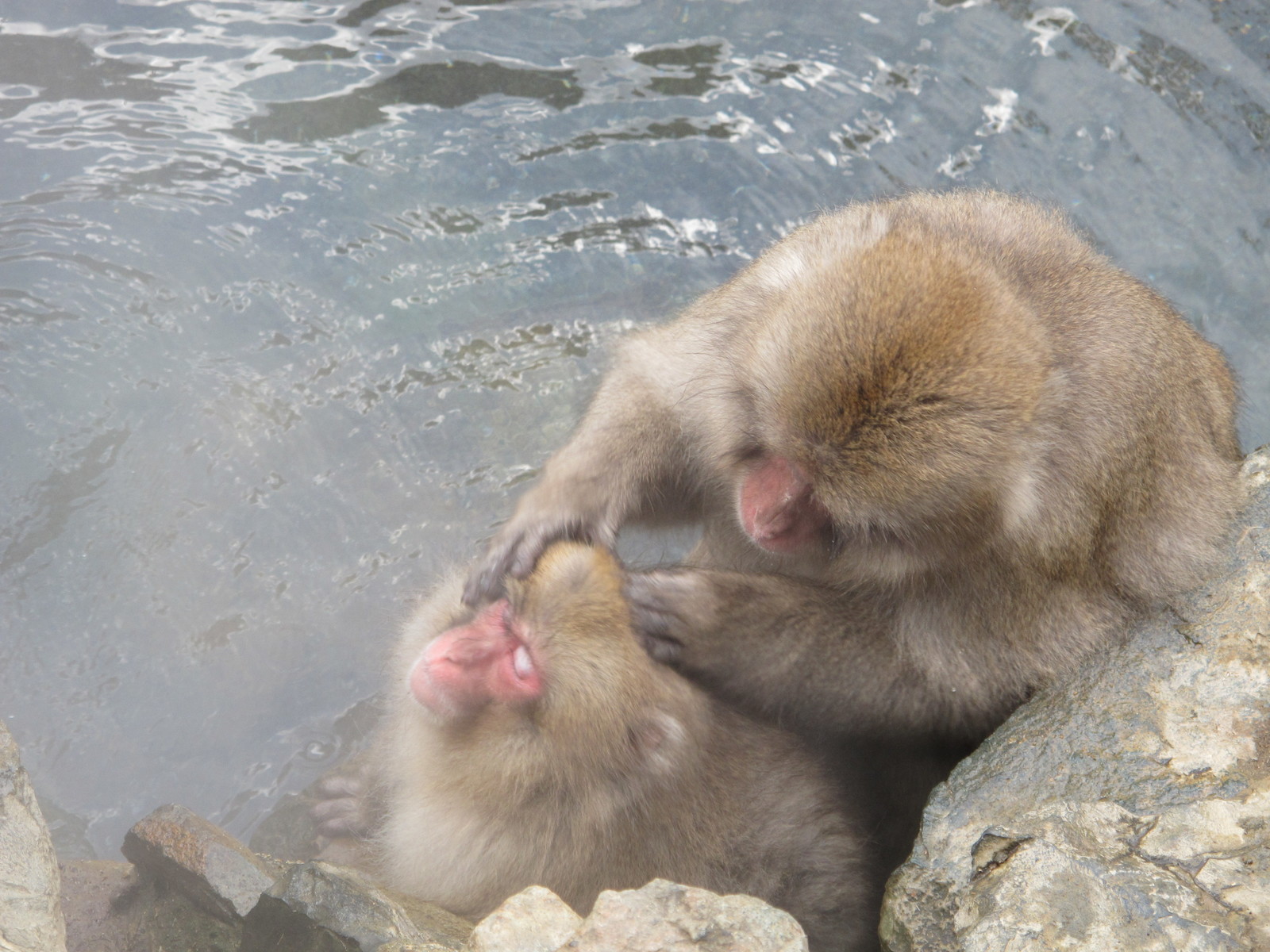 Matsumoto, Nagano, Jigokudani Snow Monkey Park - My, Japan, Travels, Longpost