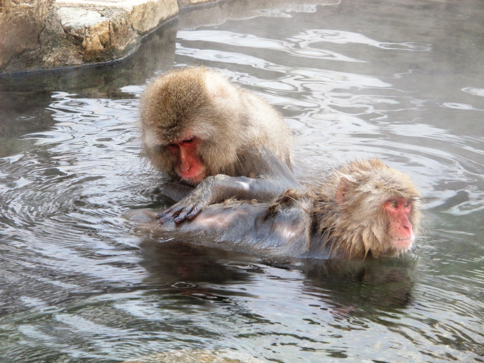 Matsumoto, Nagano, Jigokudani Snow Monkey Park - My, Japan, Travels, Longpost