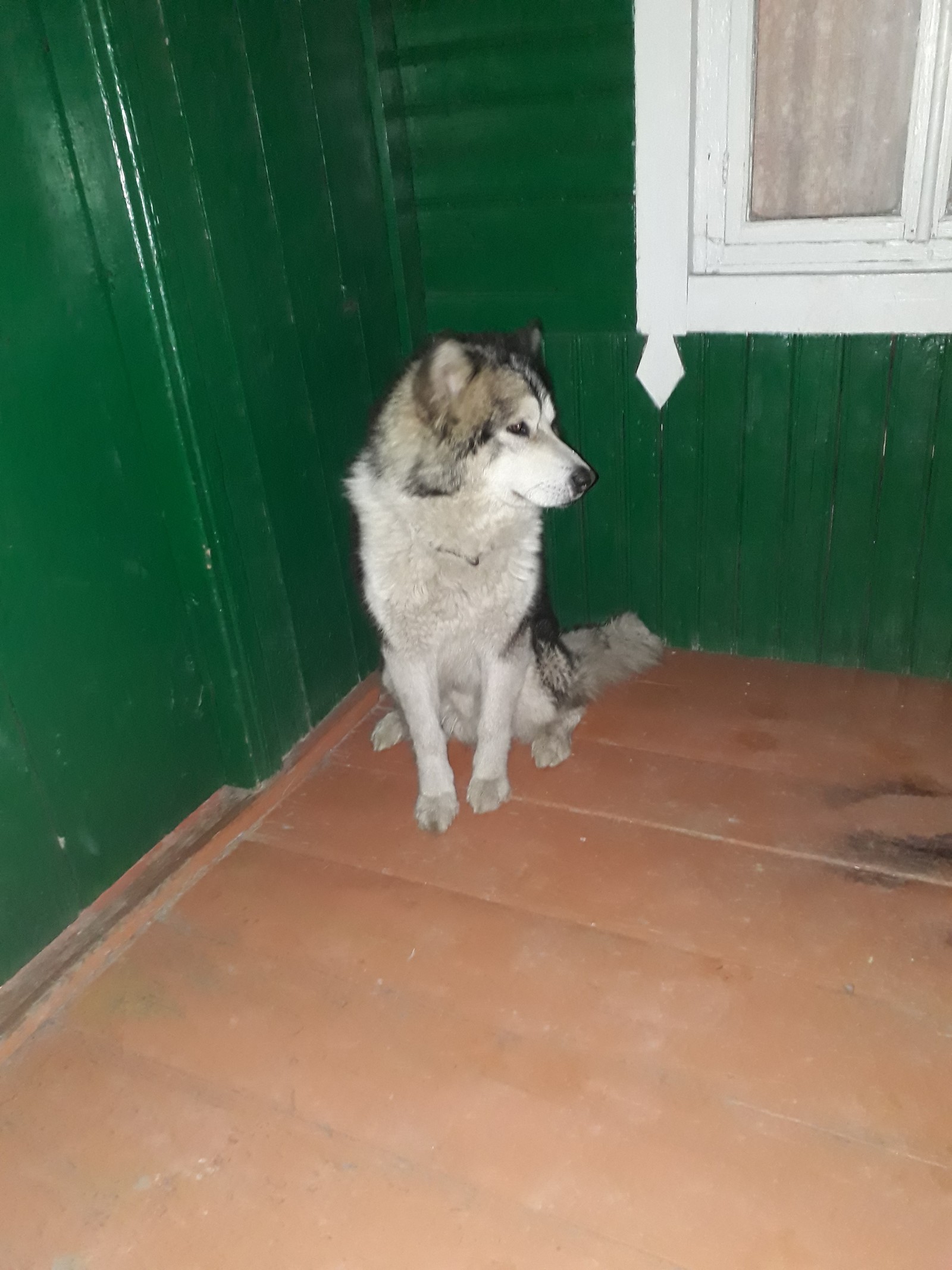 Found a dog. - Lost, Dog, Ufa