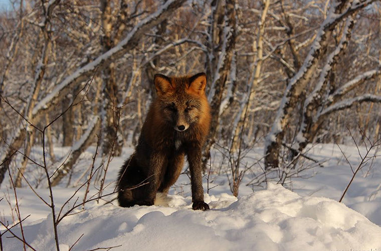 A fox of the rarest color was spotted in Kamchatka - Kamchatka, Fox, Animals, Longpost