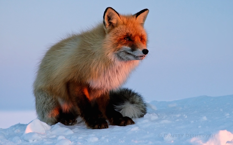 A fox of the rarest color was spotted in Kamchatka - Kamchatka, Fox, Animals, Longpost