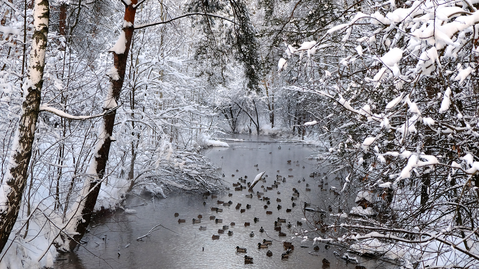 winter ducks - My, The photo, Fujifilm, Winter, Duck, Birds, Longpost