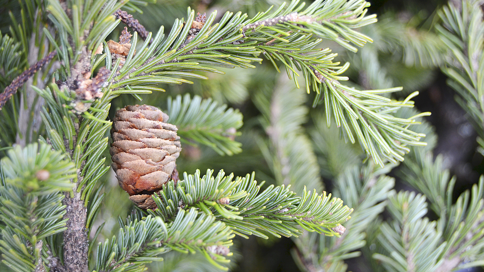 Winter in Sochi - My, Winter, , Wallpaper, My, Beginning photographer, New Year, Cones, The photo