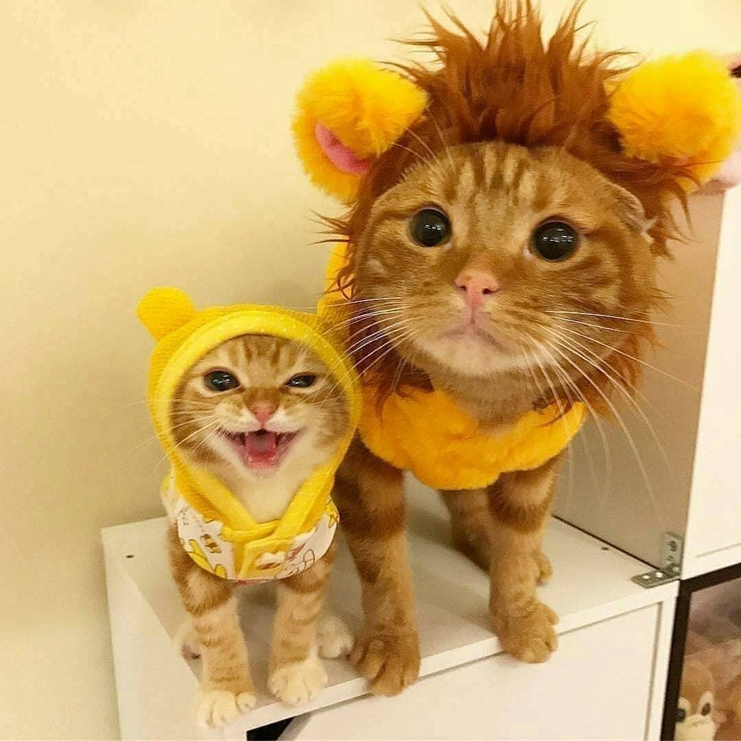 Duo named after felines - Cats and Mice, cat, a lion