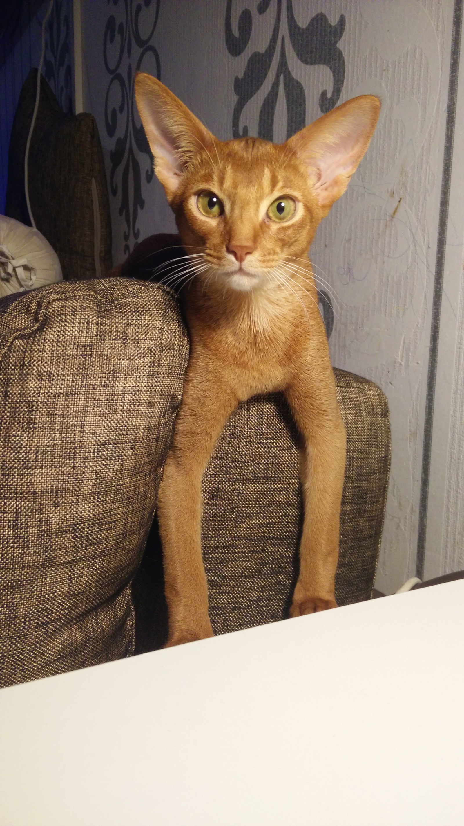 The punk is growing. - My, cat, , Abyssinian cat, Animals, Longpost