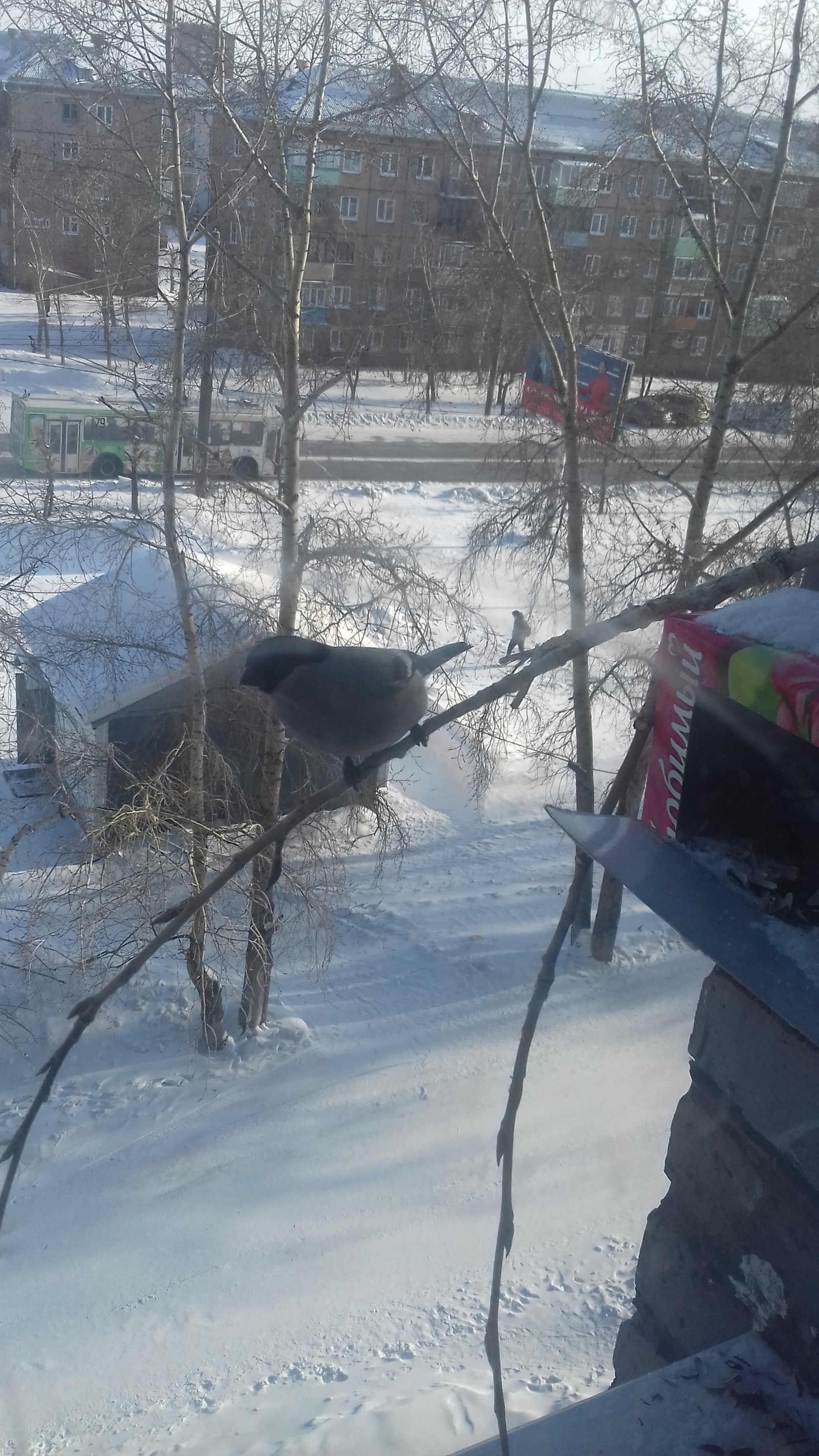 The bullfinches are back. - , Siberia, cat, Winter, Birds, Trough, Longpost