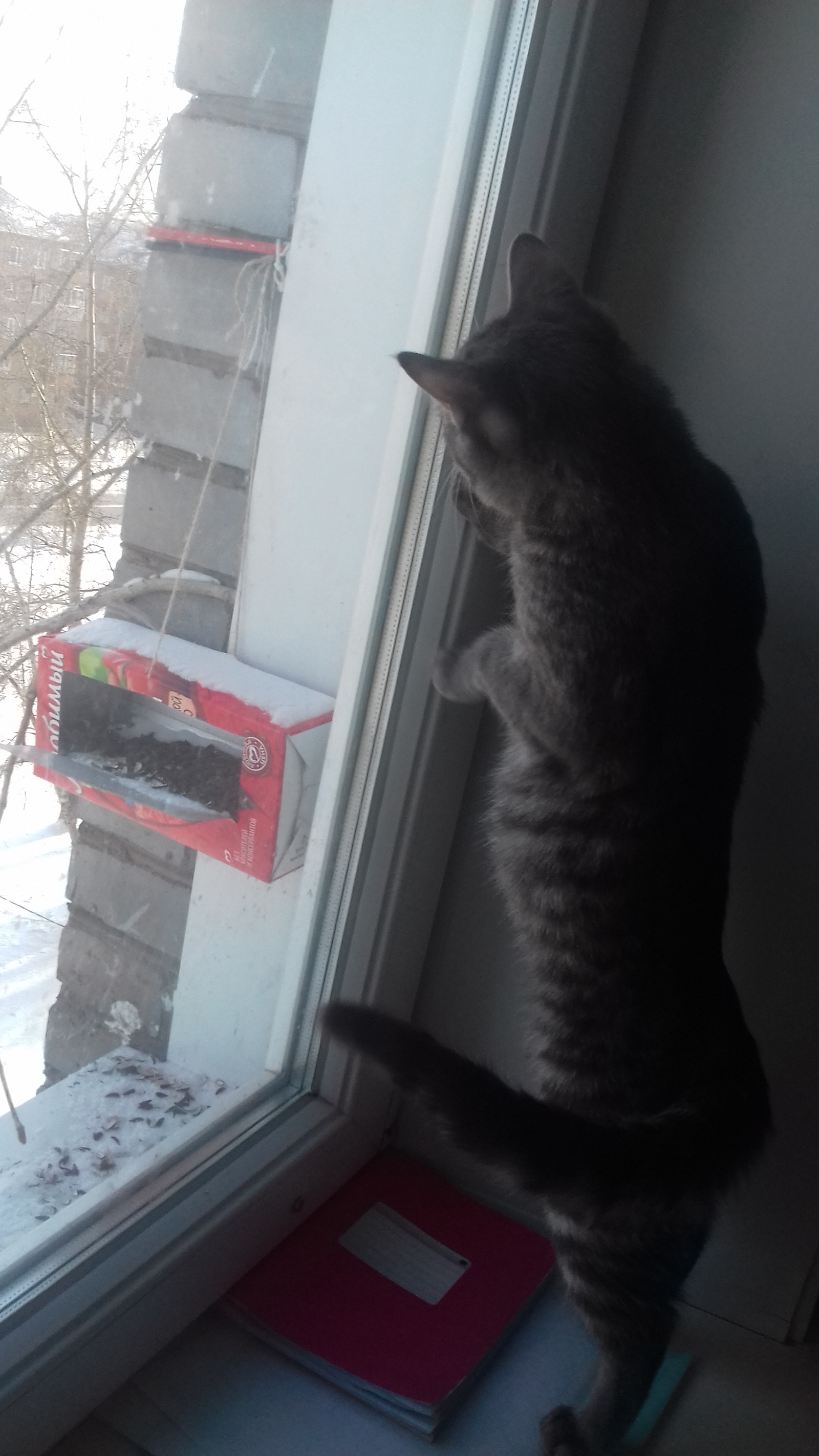 The bullfinches are back. - , Siberia, cat, Winter, Birds, Trough, Longpost