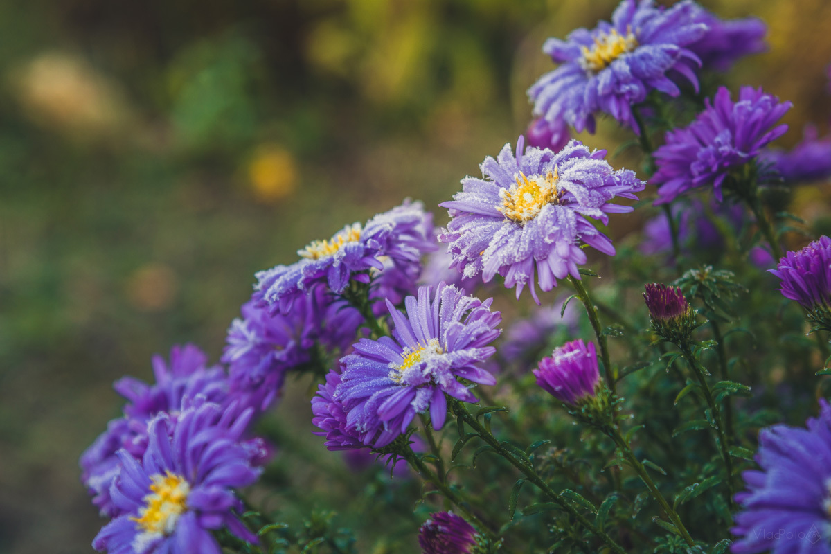 My selection #4 - My, The photo, Landscape, Macro, cat, Flowers, Nikon, , 18-55 kit, Longpost, Macro photography, Tag