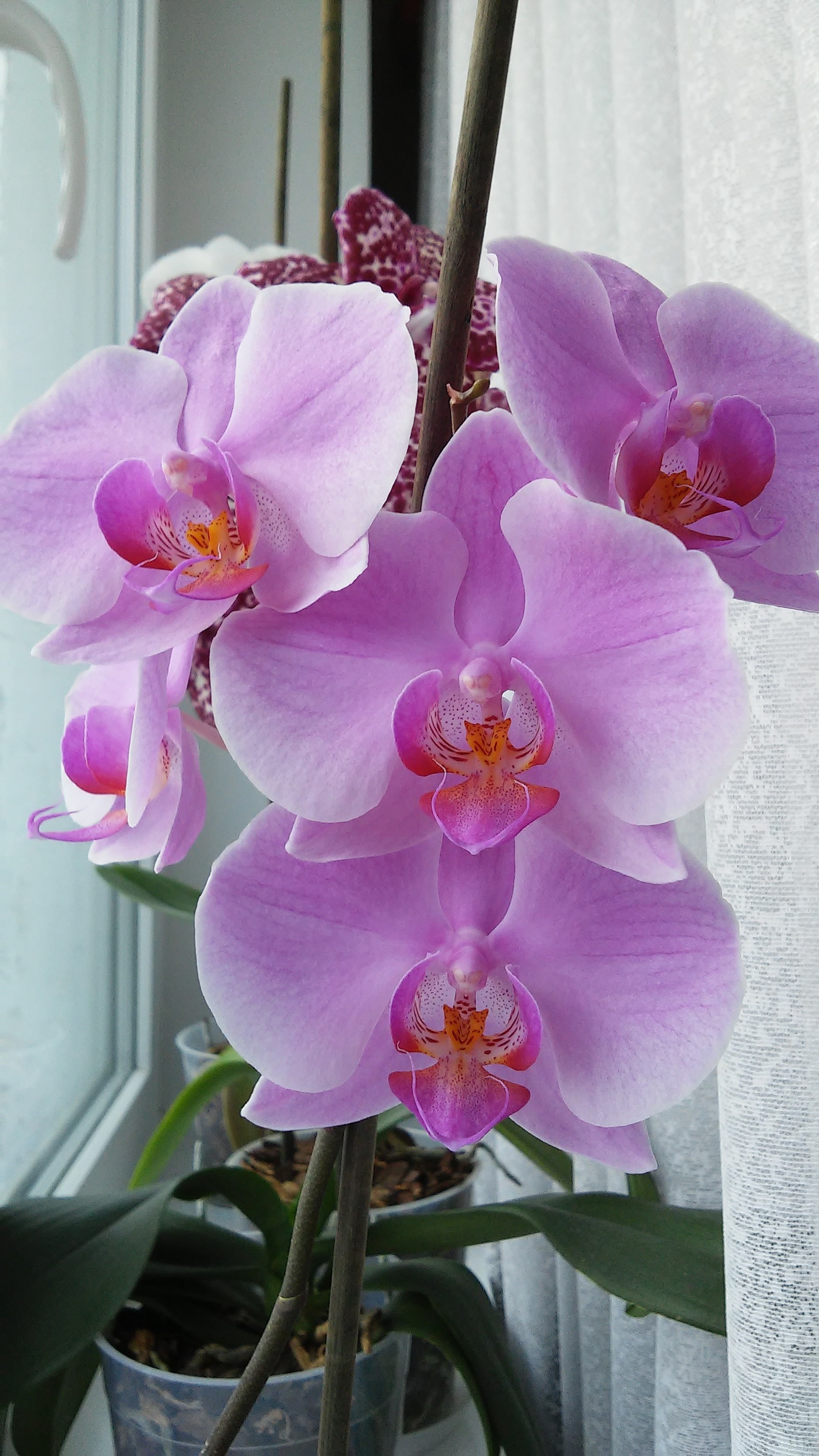 Spring in the middle of winter - My, Flowers, Orchids, Longpost